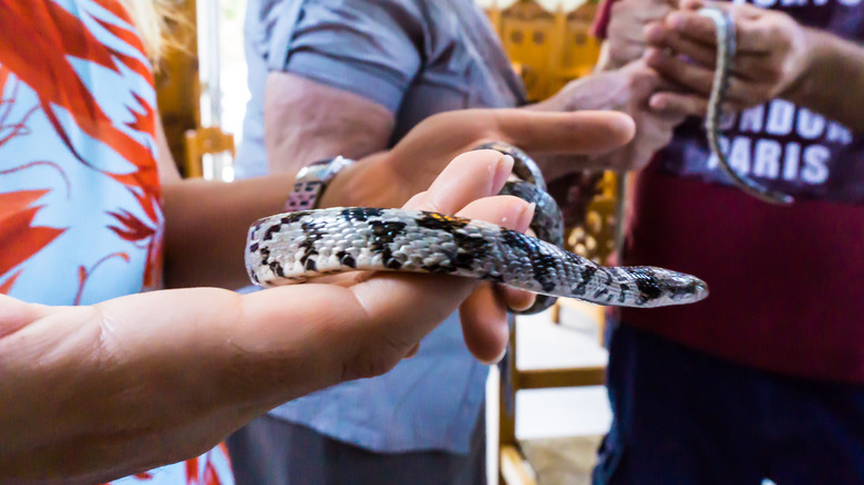 Snakes in Kefalonia