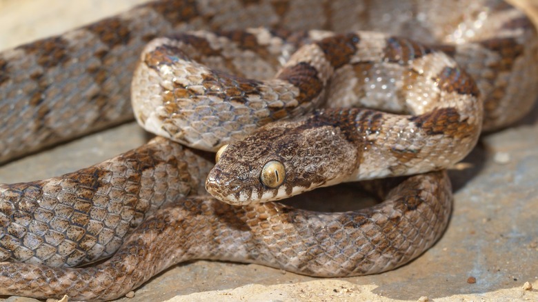 European cat snake