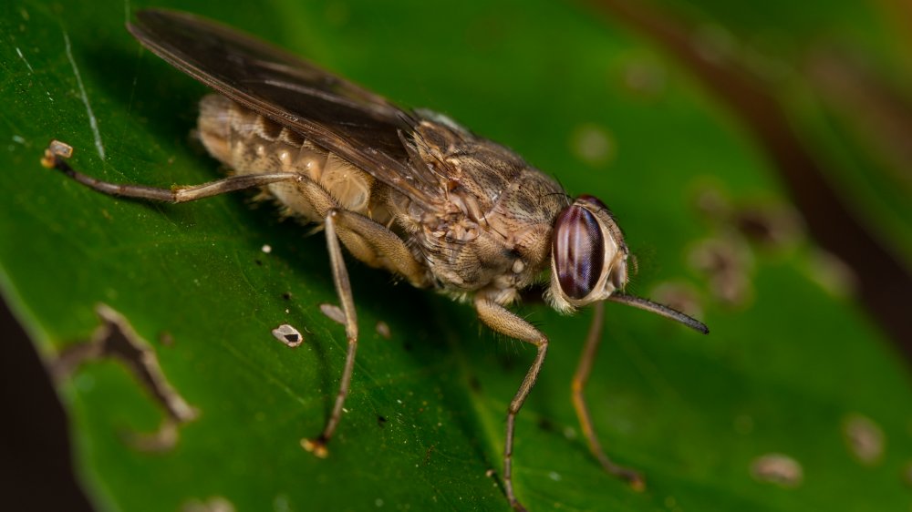 Tsetse fly