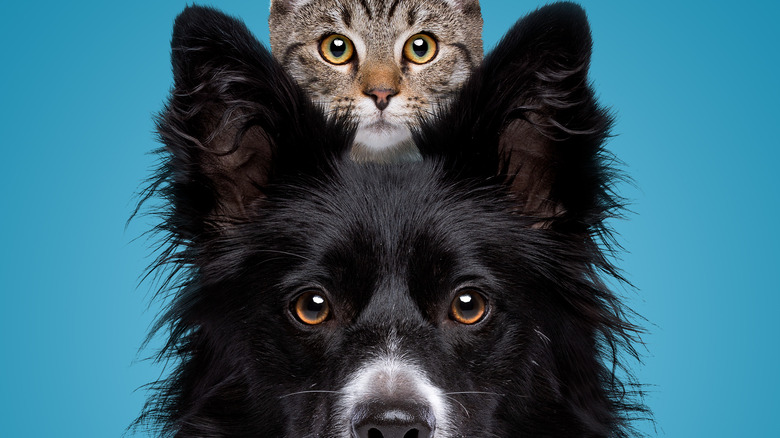 Dog and cat