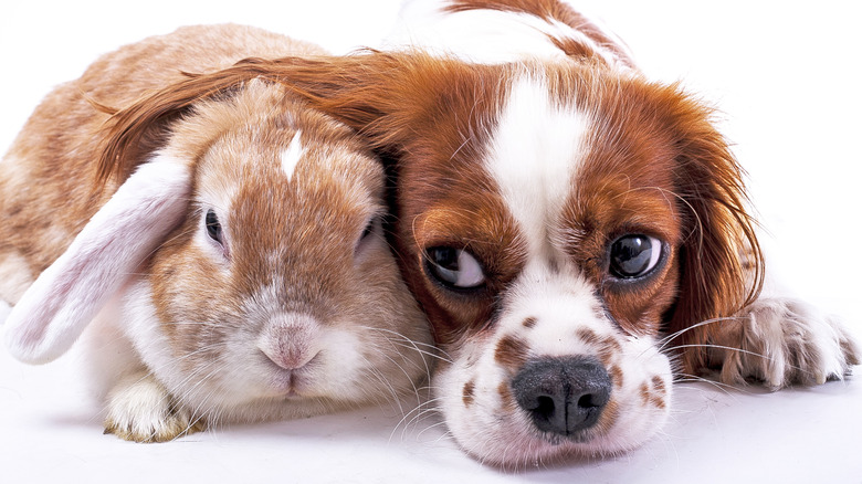 Rabbit and dog hanging out