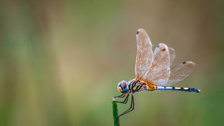 Close-up of dragonfly perched on branch