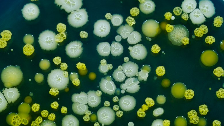 Bacteria