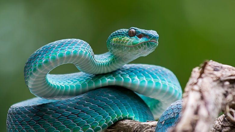 The Truth About Why There Aren't Snakes In Ireland