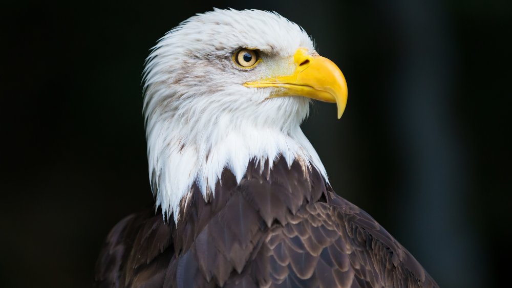 Eagle