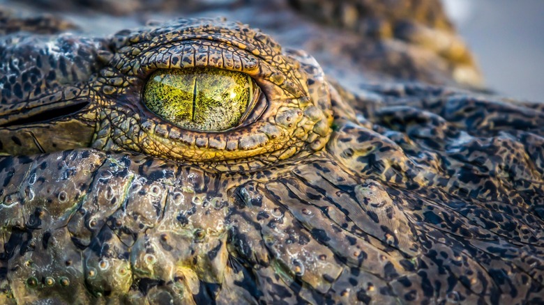 Close up of crocodile's eye