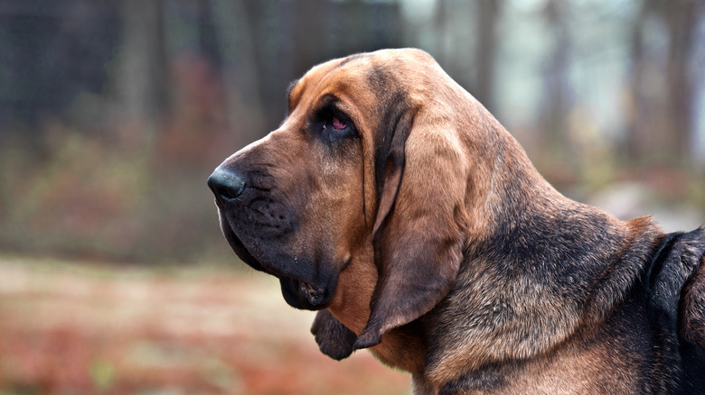 Bloodhound dog side view