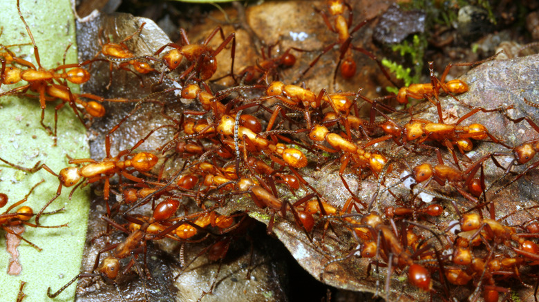 Army ants swarming