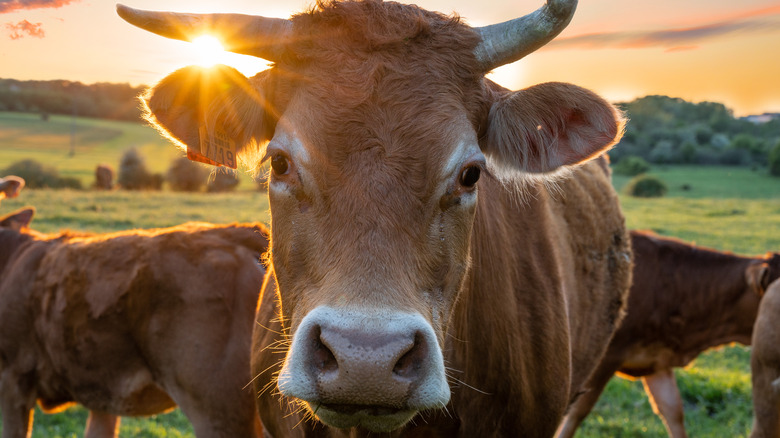 Cows in a field