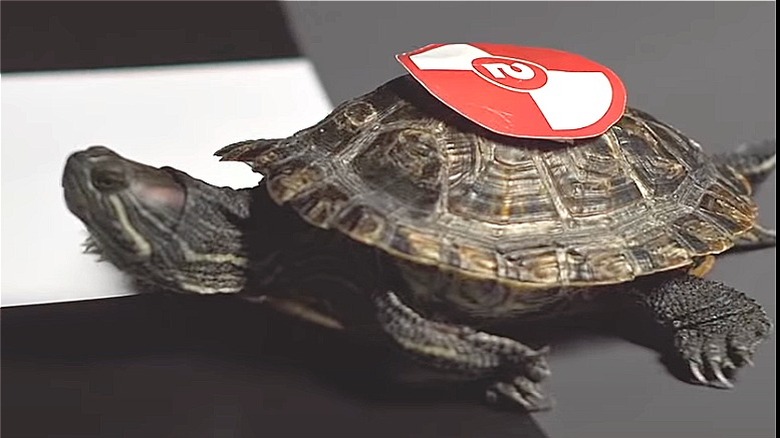 2020 Kentucky Turtle Derby participant 