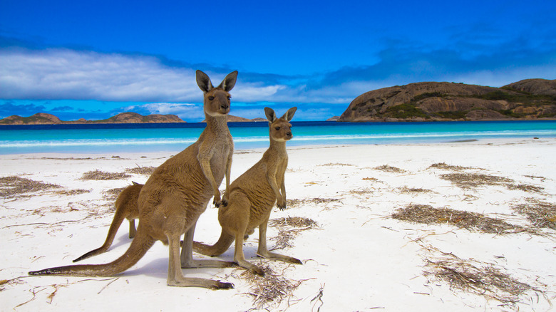 Kangaroos by the ocean