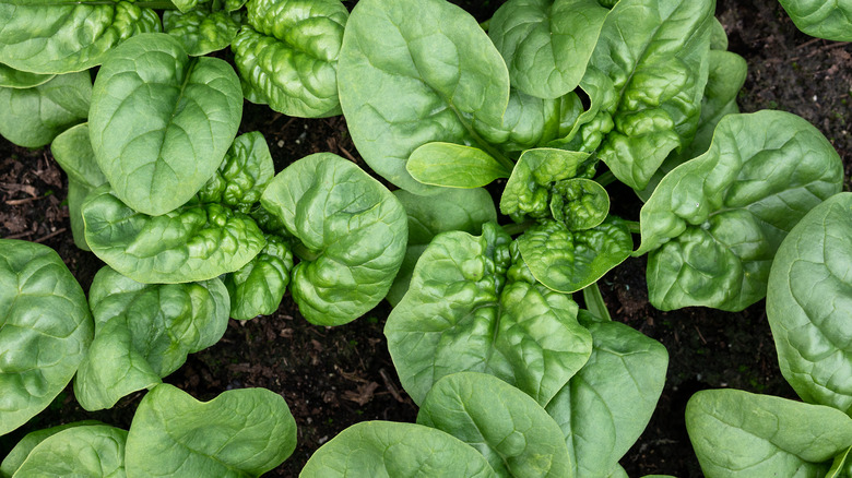 Spinach plants