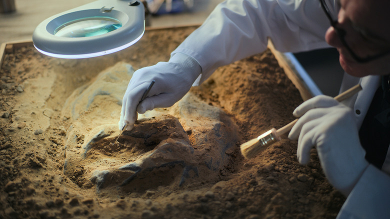 Archaeologist extracting dinosaur fossil
