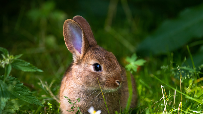 rabbit in grass