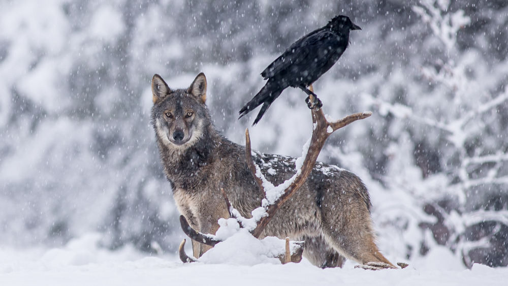 Wolf and raven in snow