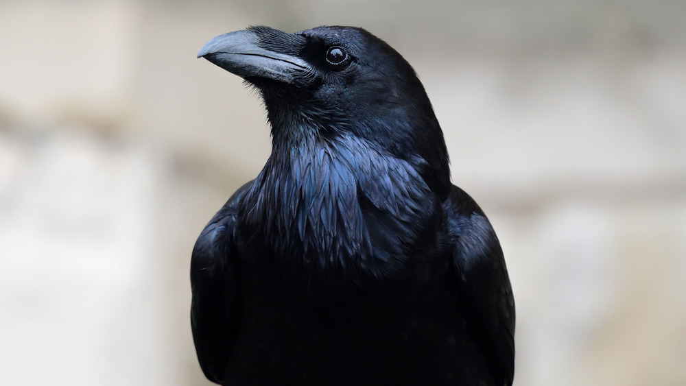Raven bird side profile