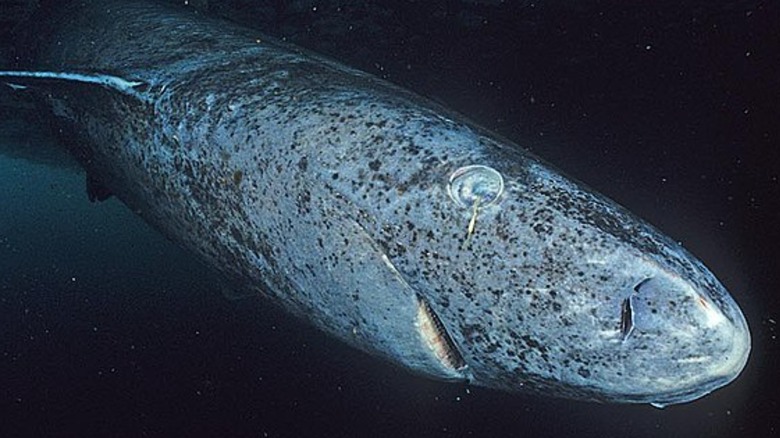 Greenland shark swimming