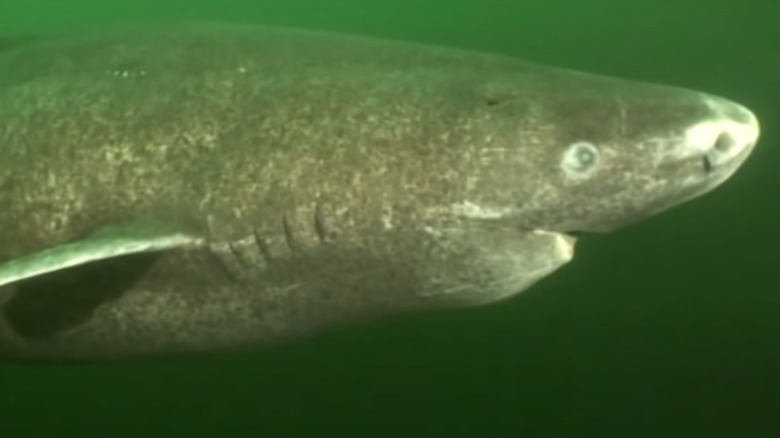Greenland shark swimming