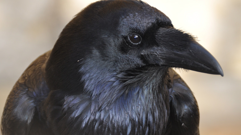 a raven looking sideways