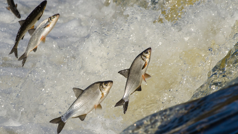Several fish in fast-moving water
