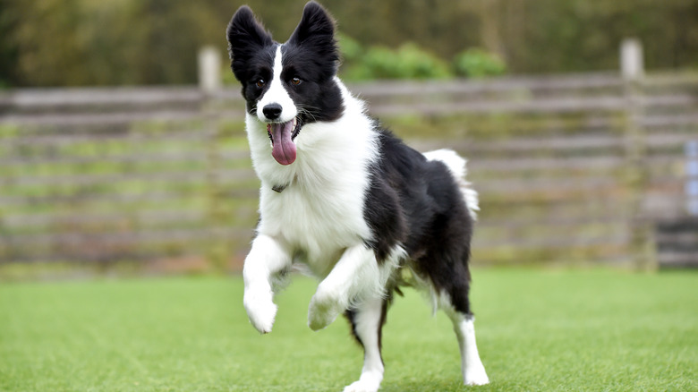 dog playing