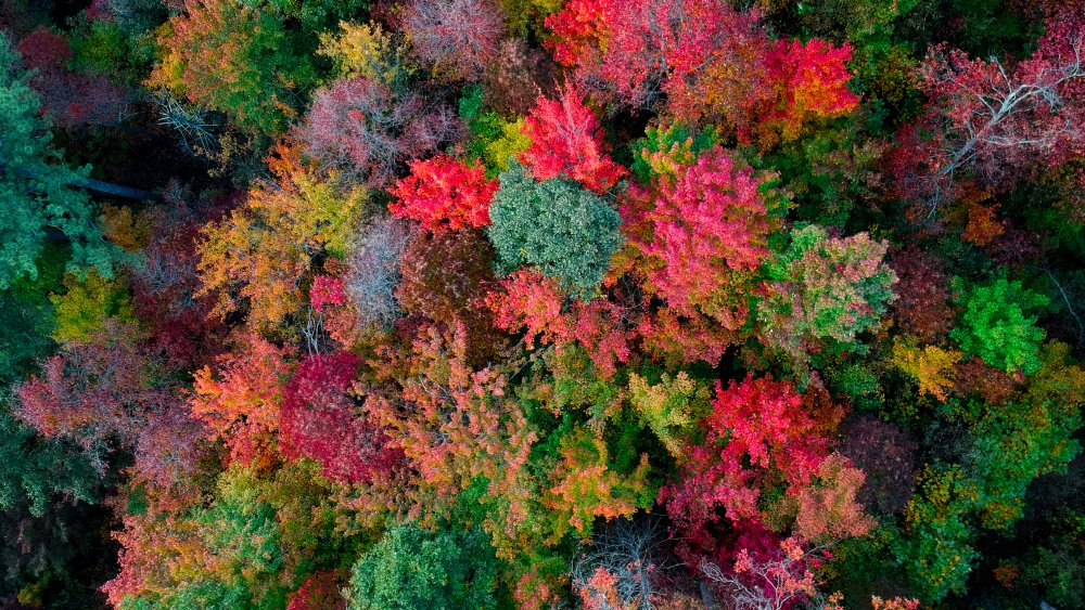 Aerial view of forest by Asheville, North Carolina