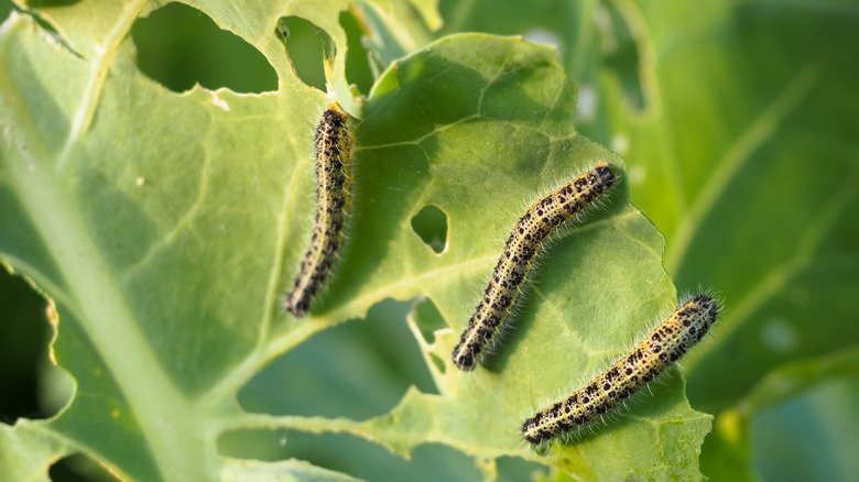 caterpillars eating leafs