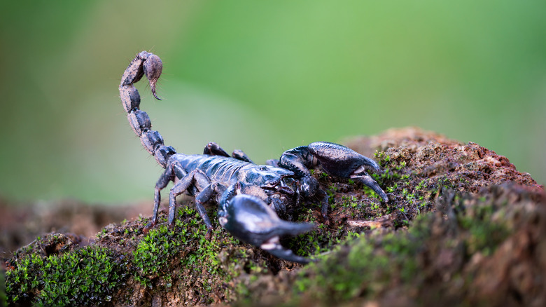 Black scorpion