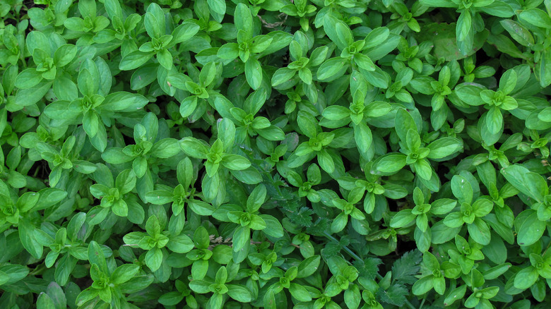 pennyroyals growing