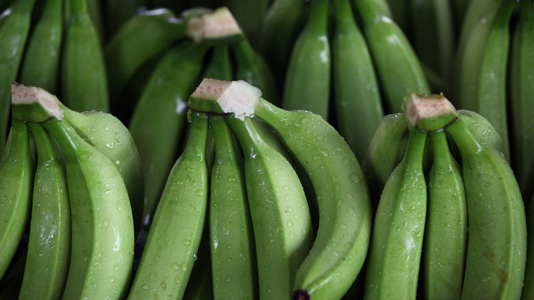 Bananas to be boxed