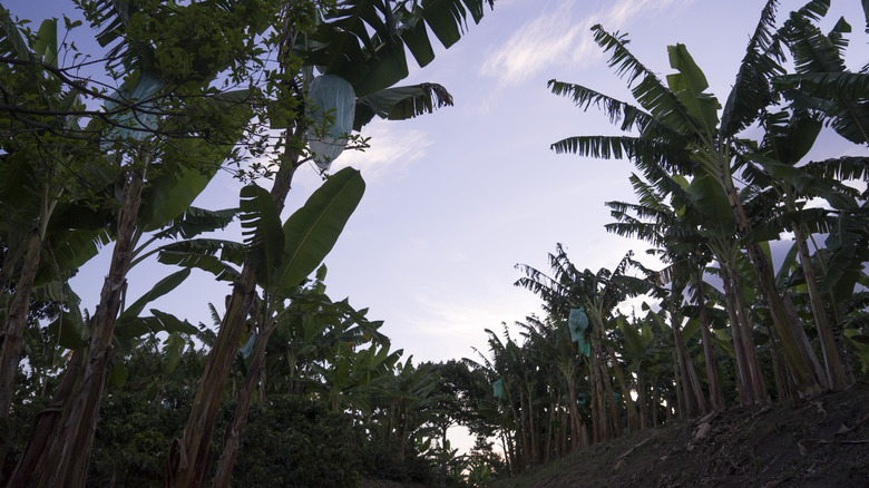 Plantain and banana trees