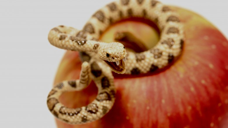 snake curled on top of a red apple