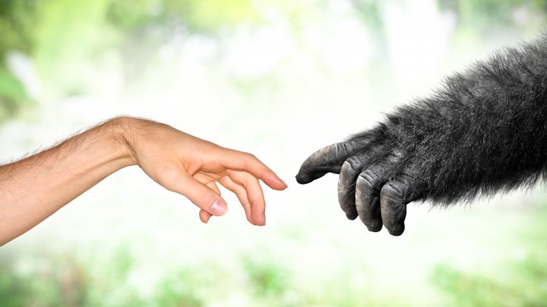 Human hand reaching out to ape hand