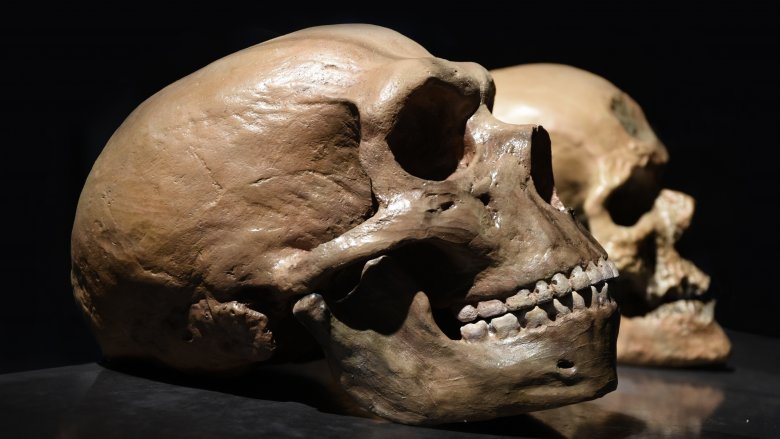 neanderthal skull and human skulls on display