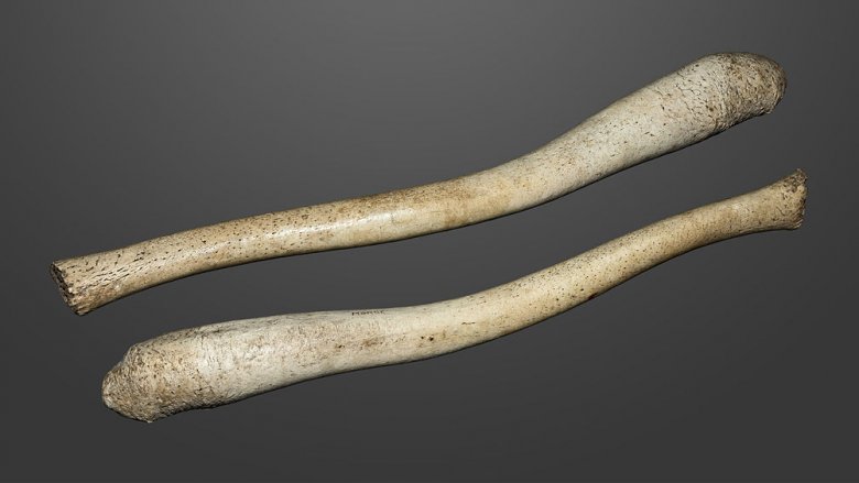 Two straight walrus baculum bones
