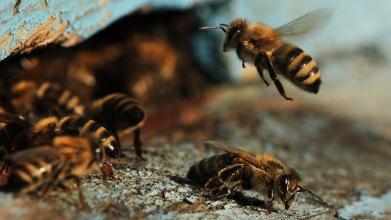 Close up of bees clustering on wood