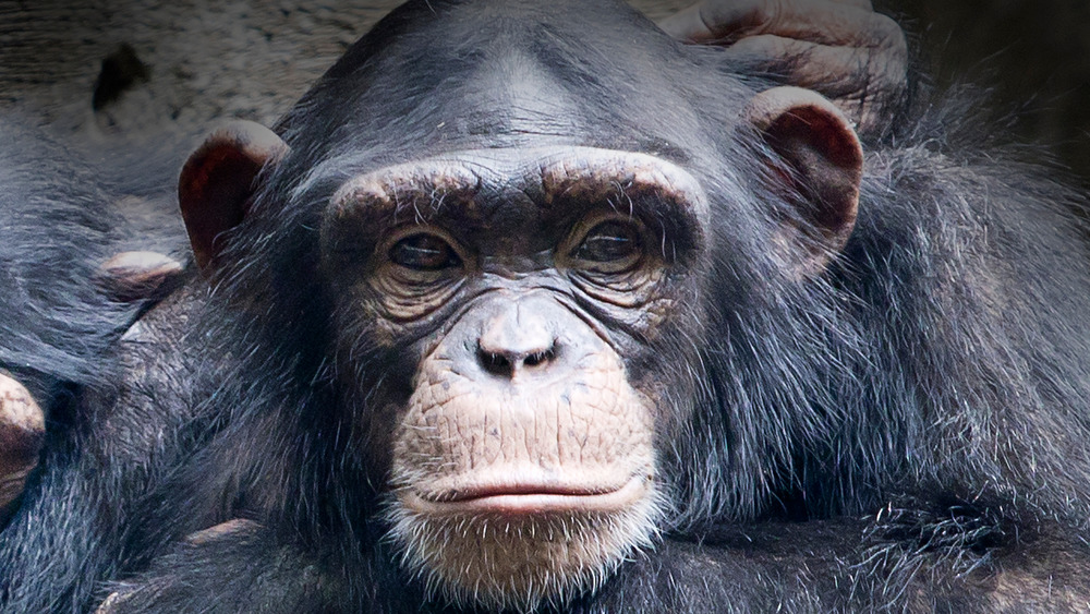 Soulful eyes of a chimpanzee