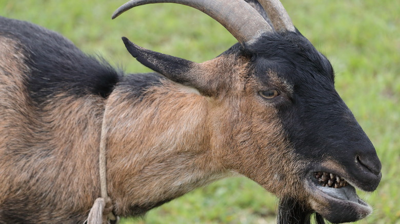 goat with scary teeth