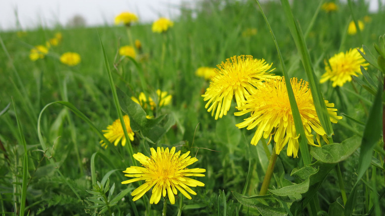 A cluster of dandelions in a field