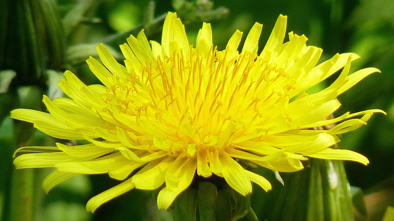 Dandelion flower close-up