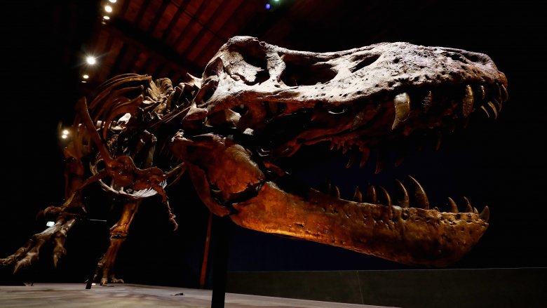 The Fluco Beat Surprising Myths and Facts About Dragons