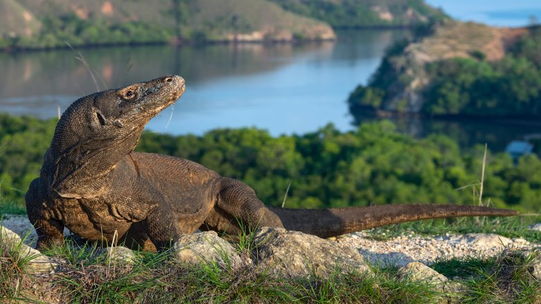 komodo dragon lizard
