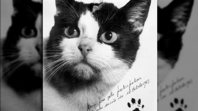 A postcard depicting Felicette, the first space cat
