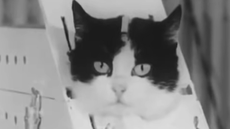 Archival footage of Felicette