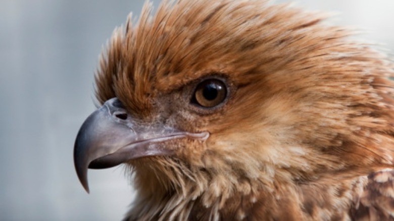 whistling kite head close-up