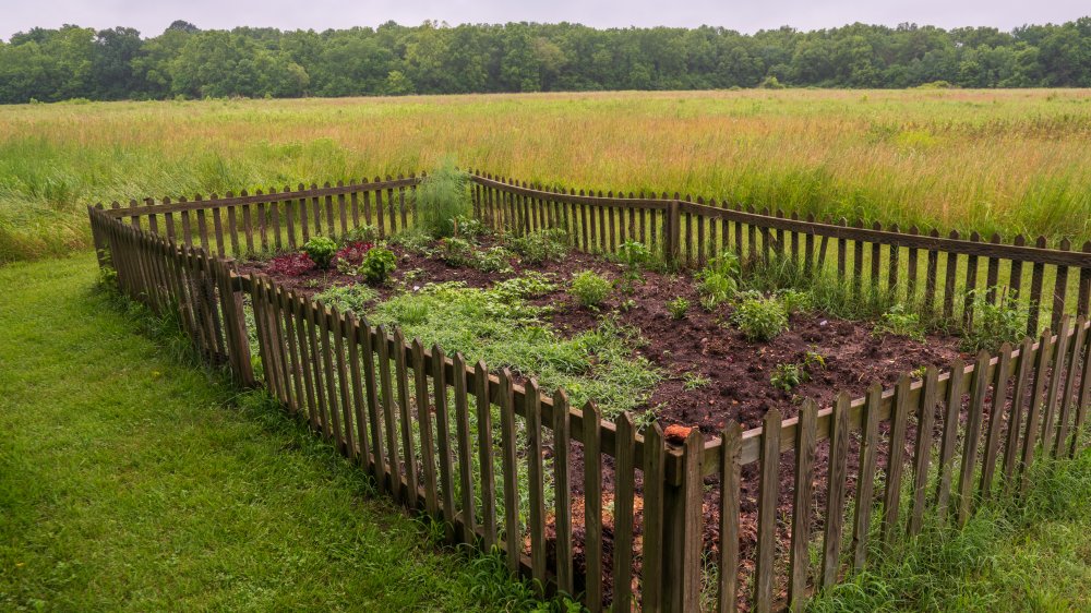 Garden in Diamond Missouri at George Washington Carver monument