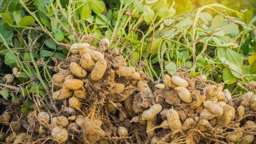 Peanut plants with root