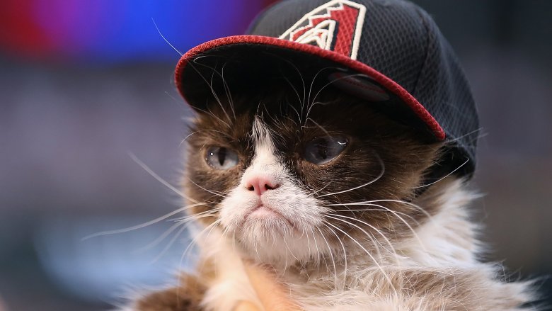 Grumpy Cat's Death Marks the End of the Joyful Internet