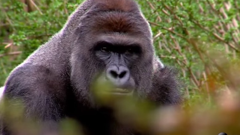 file footage of Harambe