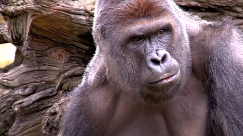 file footage of Harambe
